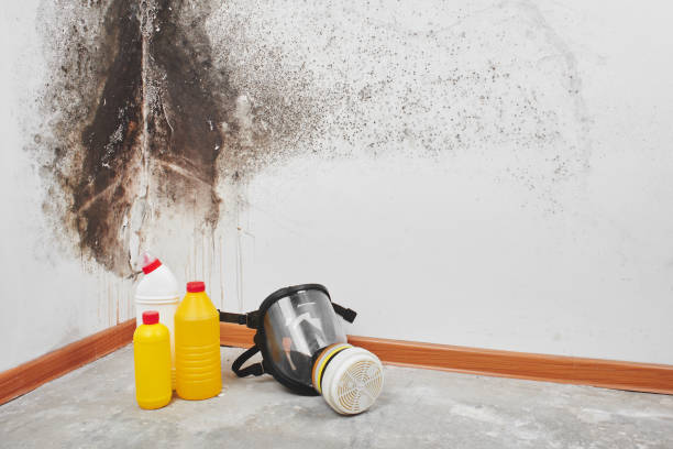 Best Same-Day Mold Removal  in Mansfield, AR