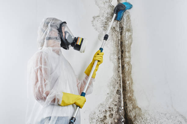Best Best Mold Removal Companies  in Mansfield, AR