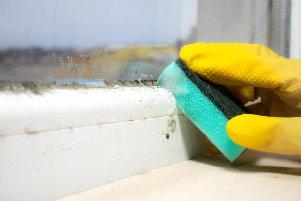 Professional Mold Removal in Mansfield, AR