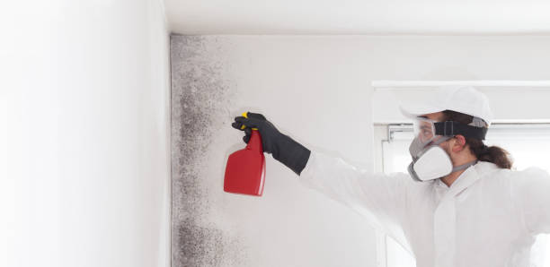 Best Mold Removal Company Near Me  in Mansfield, AR
