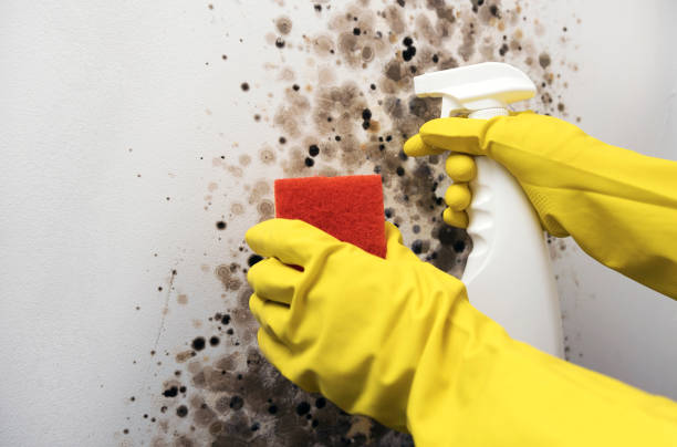Attic Mold Removal in Mansfield, AR