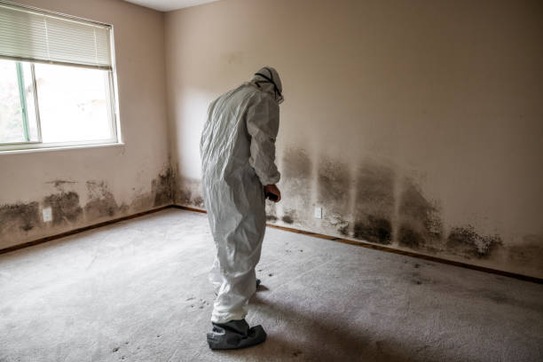 Best Professional Mold Removal  in Mansfield, AR