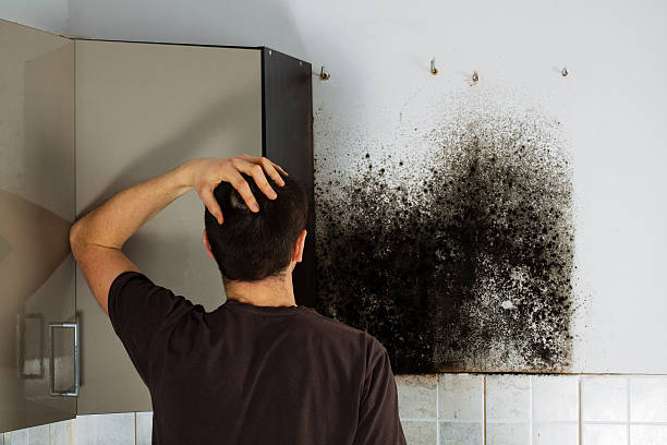 Best Residential Mold Removal  in Mansfield, AR