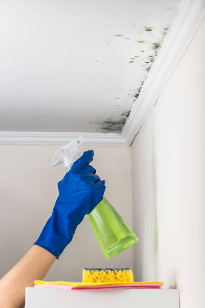 Best Professional Mold Removal  in Mansfield, AR