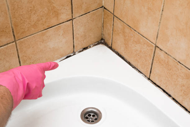 Best Fast Mold Removal  in Mansfield, AR